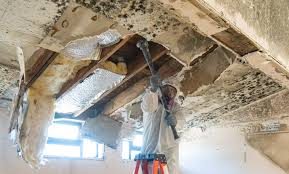 Mold Removal